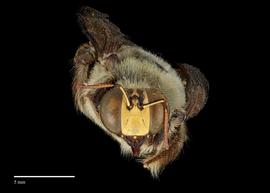  Xylocopa dejeanii male face, photo: Colleen Meidt 
